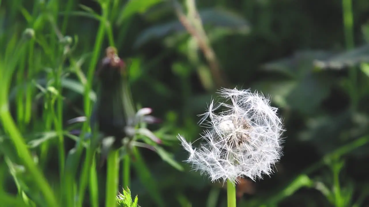 Young dandelion and open dandelion close-up