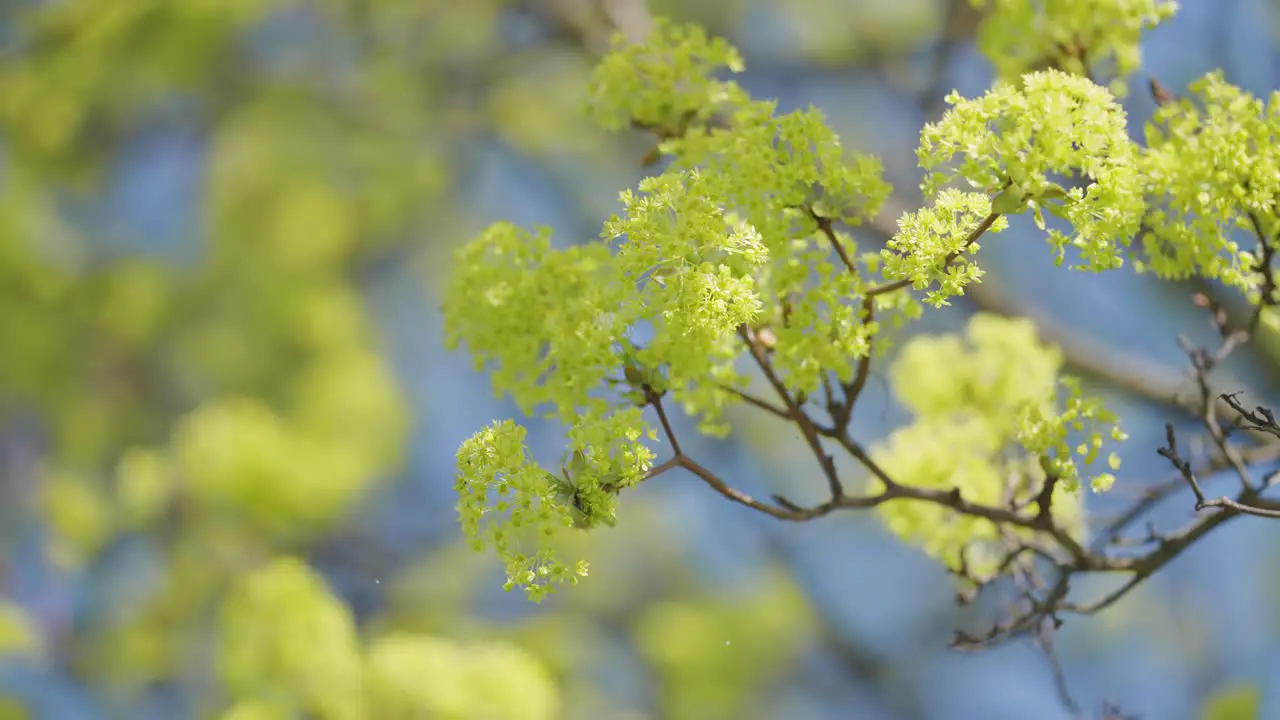 Bright yellow-green flowers on slender branches against the blue sky