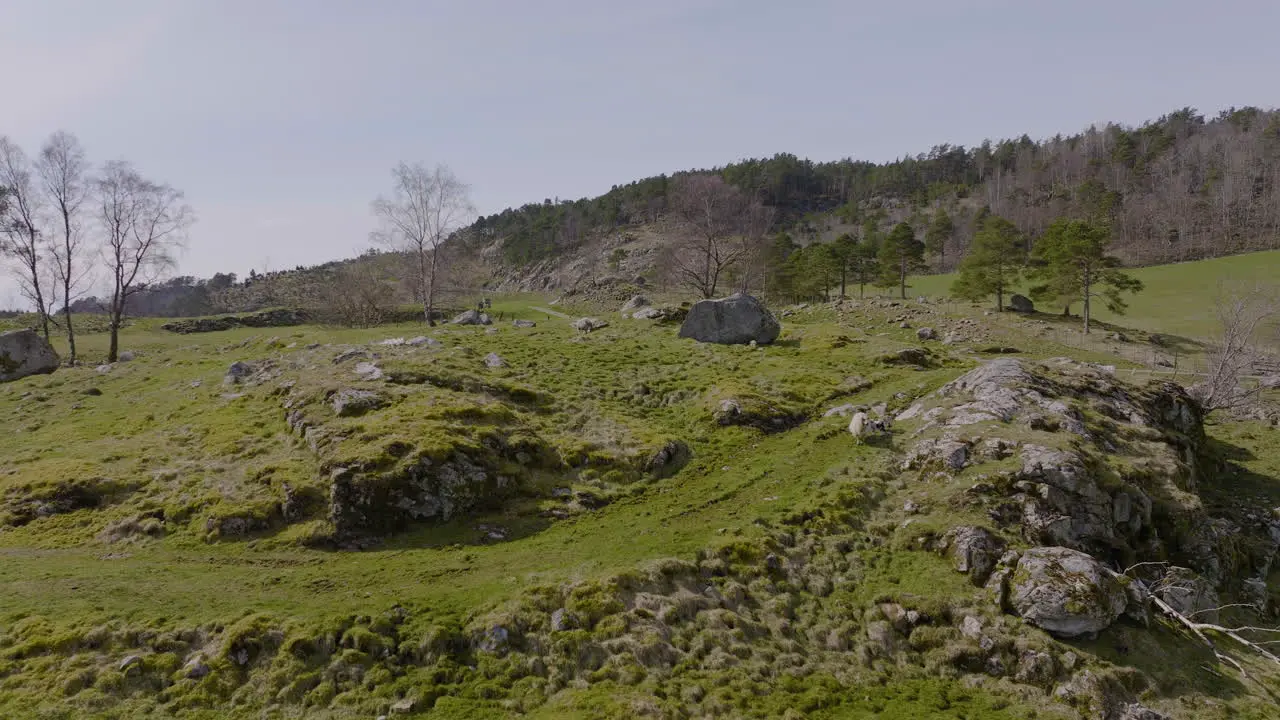 Aerial Drone of sheep lambs grazing in a rocky field