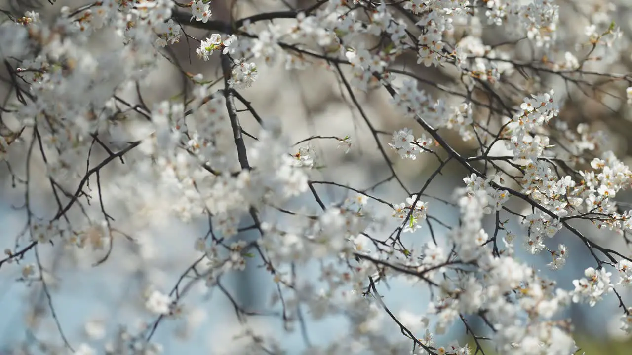 Delicate flowers of the cherry tree in bloom