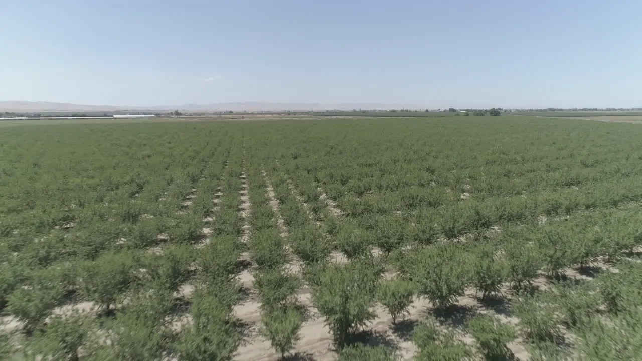 AERIAL Low Sweeping Drone Shot of Orchard