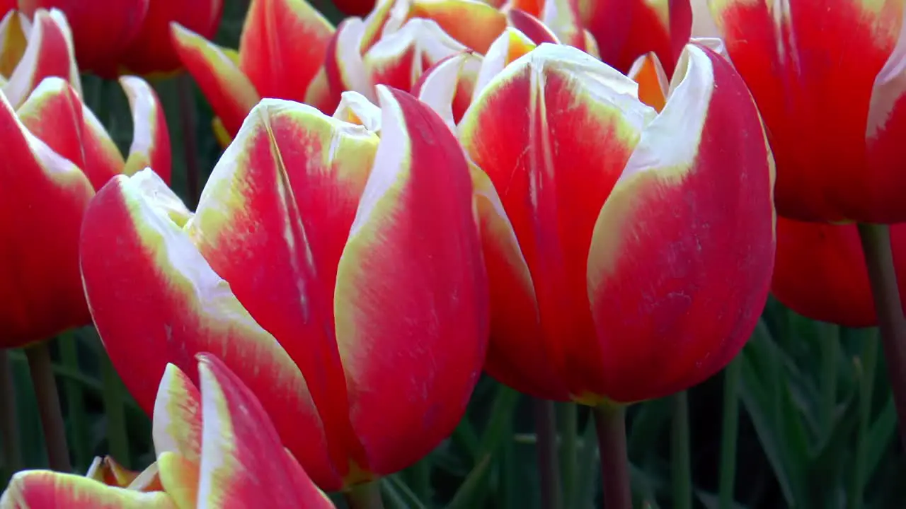 Close-up of red yellow white colored Dutch tulips