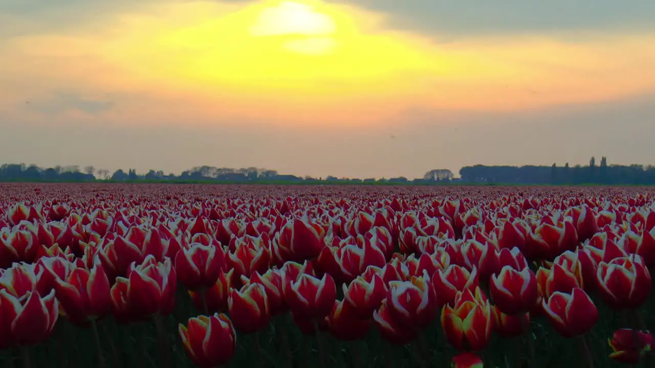 Sand from the Sahara colors the sky orange above a Dutch tulip field