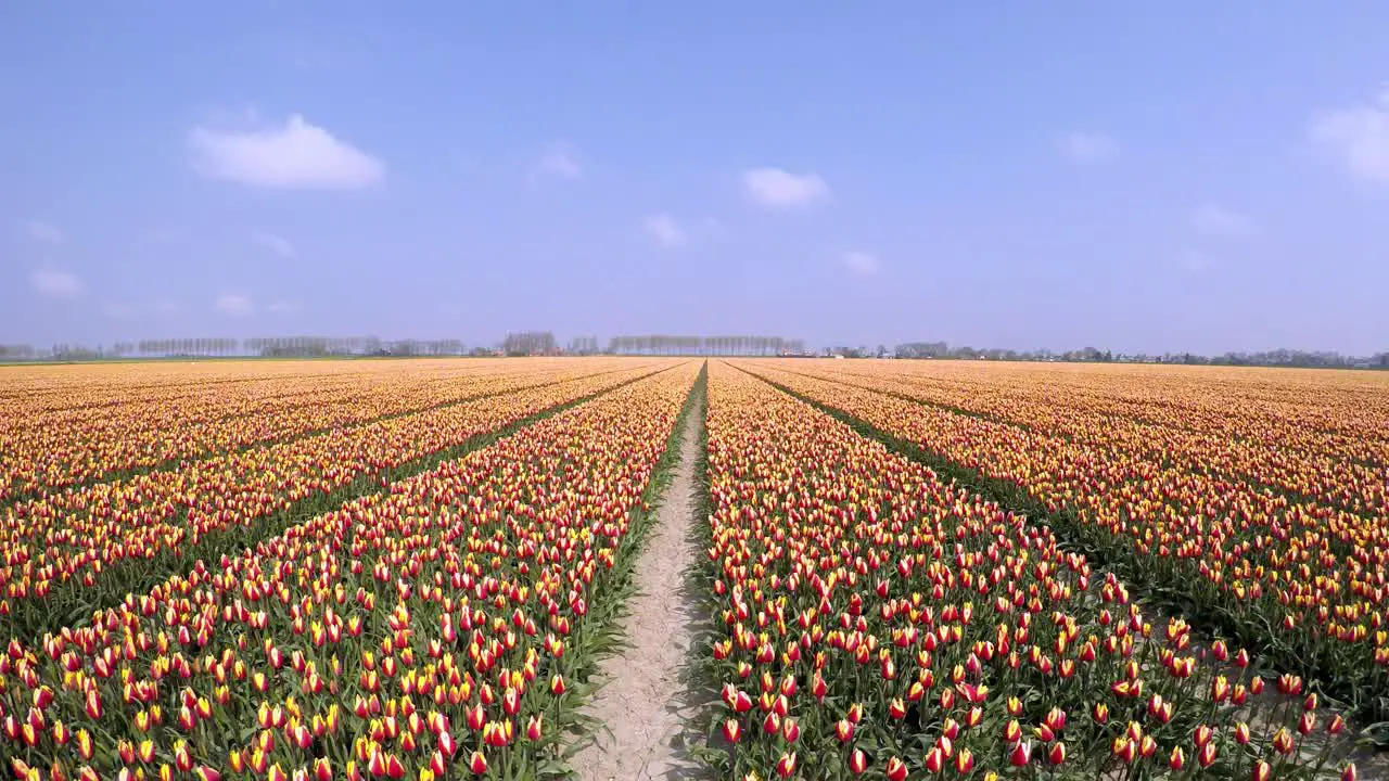 Moving timelapse of a field with tulips in Holland