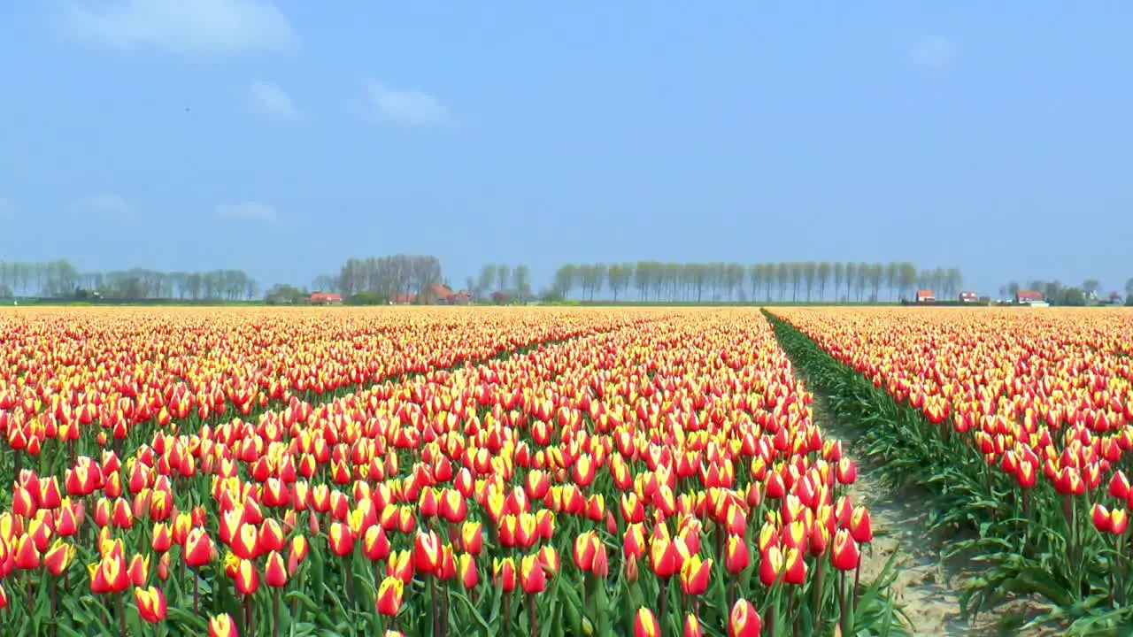 Along a field with red and yellow tulips