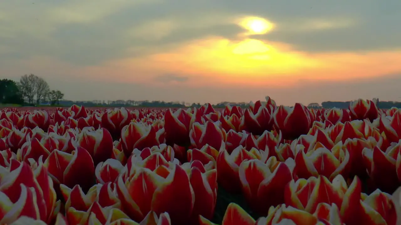 Zooming out on a Dutch tulip field the sky turns orange from Sahara sand in the air