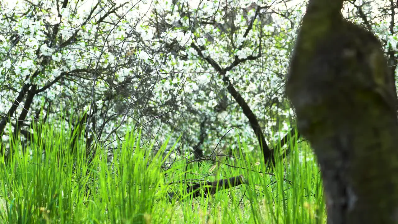 Old and neglected tart cherry orchard still being lush and full of life