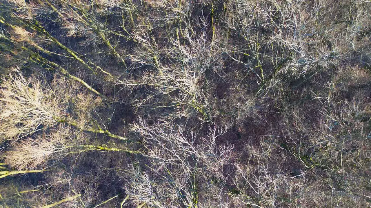 Aerial View of Sunlit Deciduous Forest in Early Spring