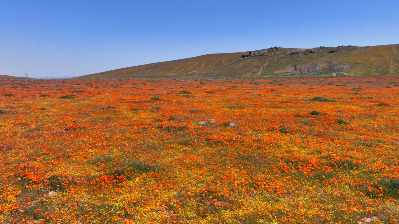 Aerial view of the Antelope Valley poppy reserve during the spring bloom