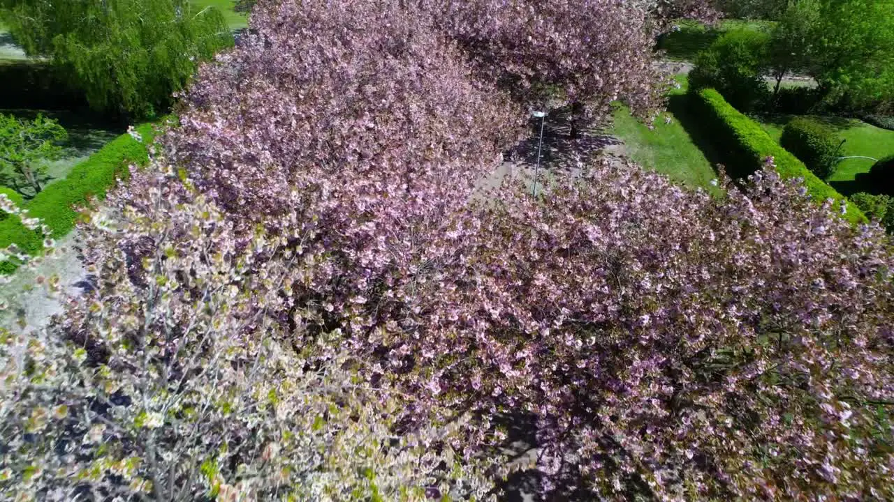 White and pink Cherry trees late blossom