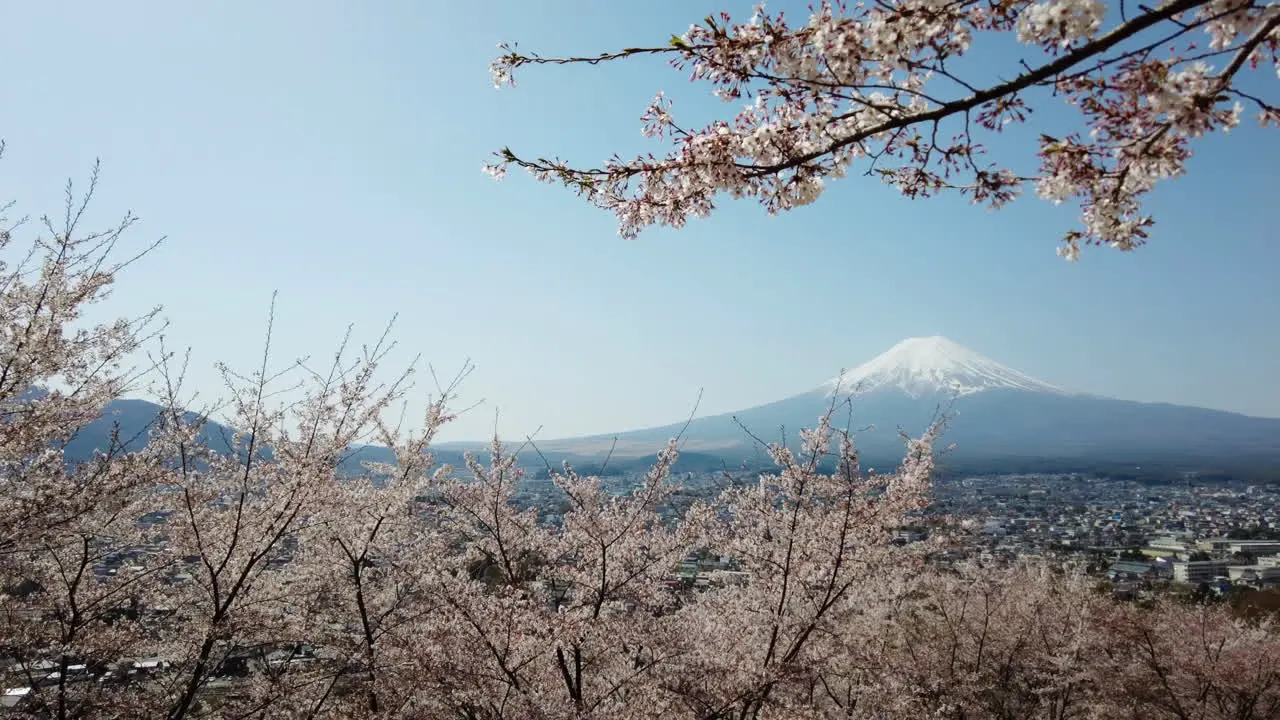 Springtime with Mountain Fuji background