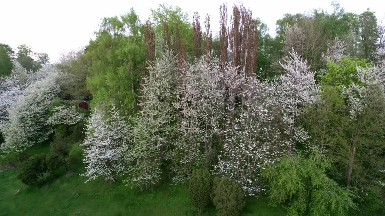 White Cherry blossom trees in a valley