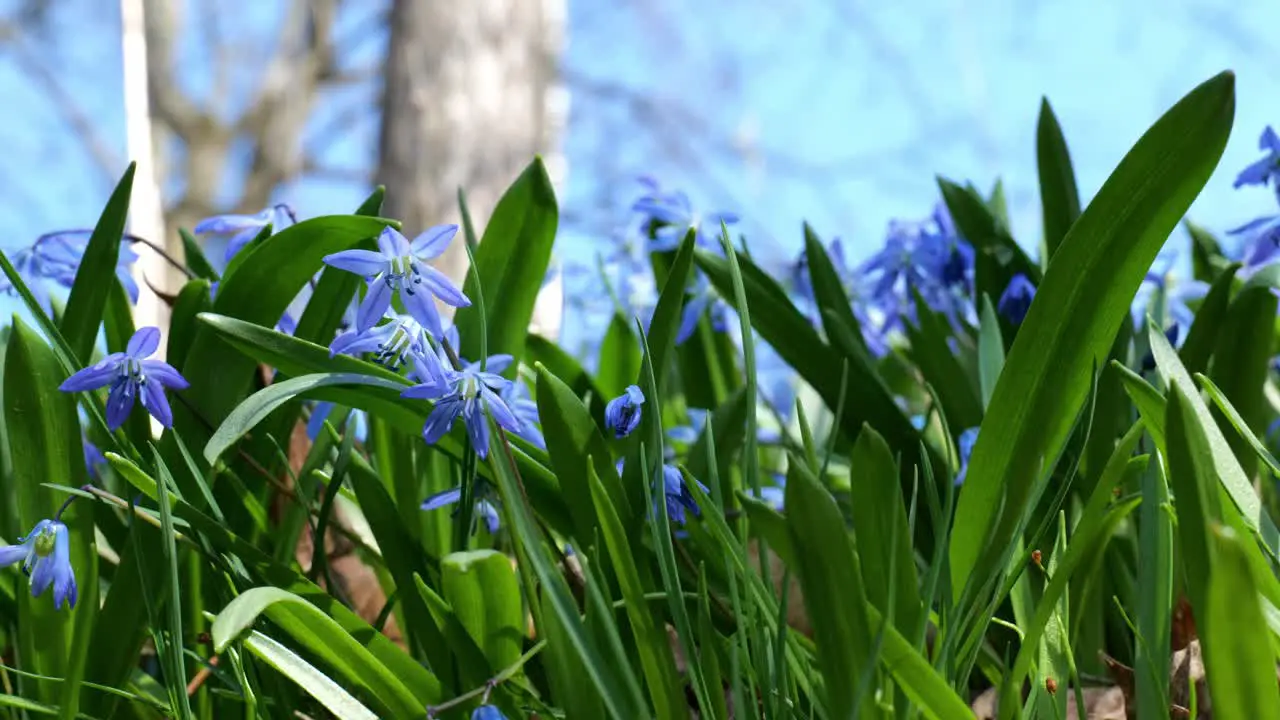 Close up of blue scilla flower