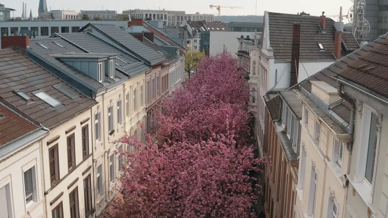 Drone Aerial shot of the Cherry Blossom in the city Bonn Kirschbluete in der Heerstraße Breitestraße Bonn Tourism 25p