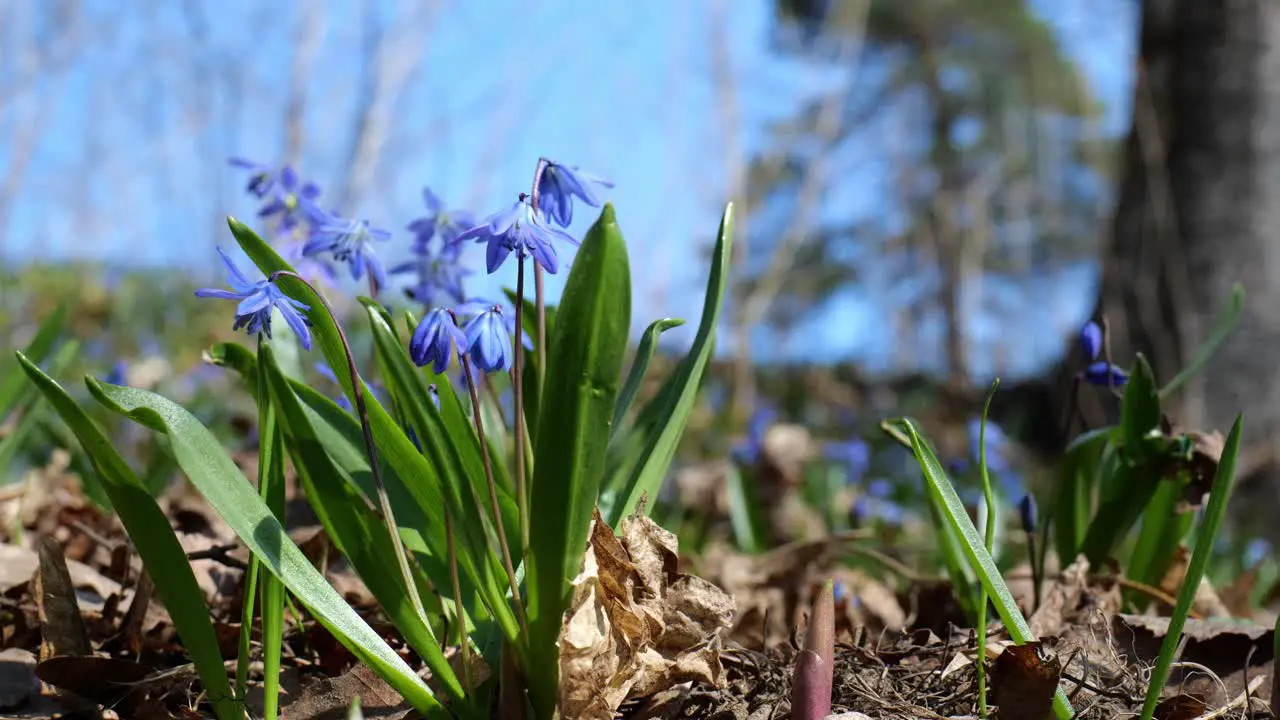 Close up of blue scilla flowers waving in wind