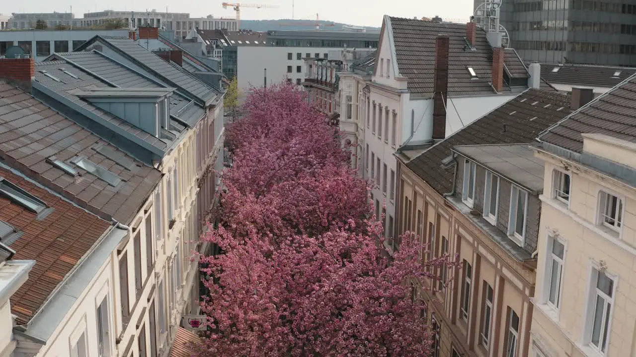 Drone Aerial shot of the Kirschbluete Cherry Blossom in the city in the Heerstraße Heerstreet Breitestraße Bonn Tourism 25p