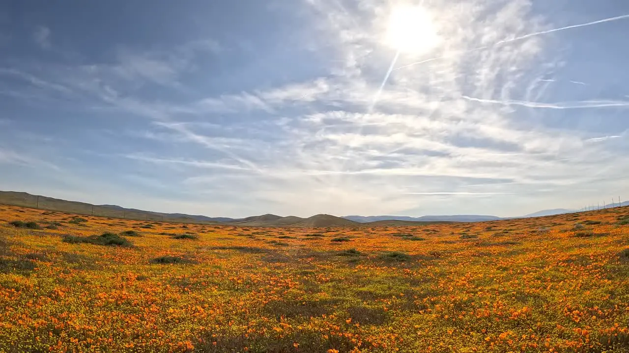 An unusually wet spring brings poppies and other wildflowers to the Mojave Desert landscape aerial flyover