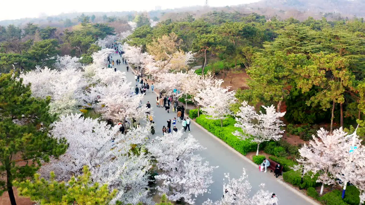 In spring the cherry blossoms bloom in Zhongshan Park in Qingdao attracting a large number of visitors to appreciate