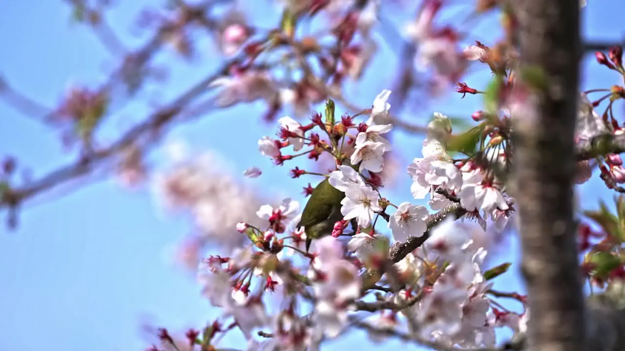 White-Eye Bird Sucking The Nectar Of Sakura Flowers On A Sunny Day