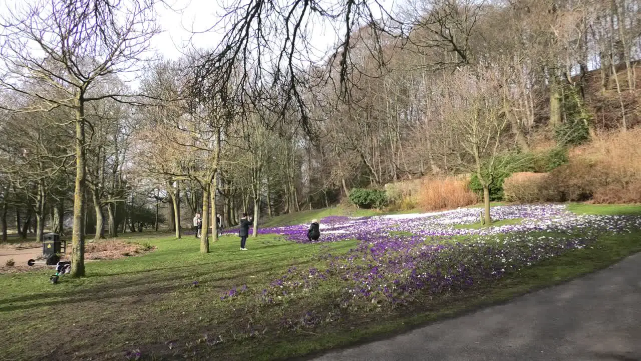 Spring flowers in Seaton park on a sunny morning with a student taking photos