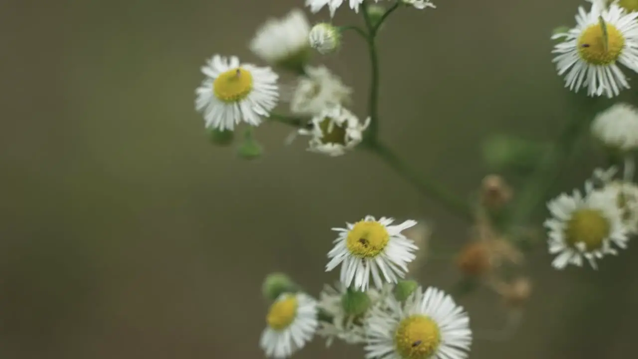 Flowers closeup