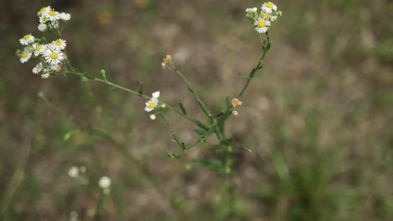 Beautiful dramatic white and yellow wildflowers