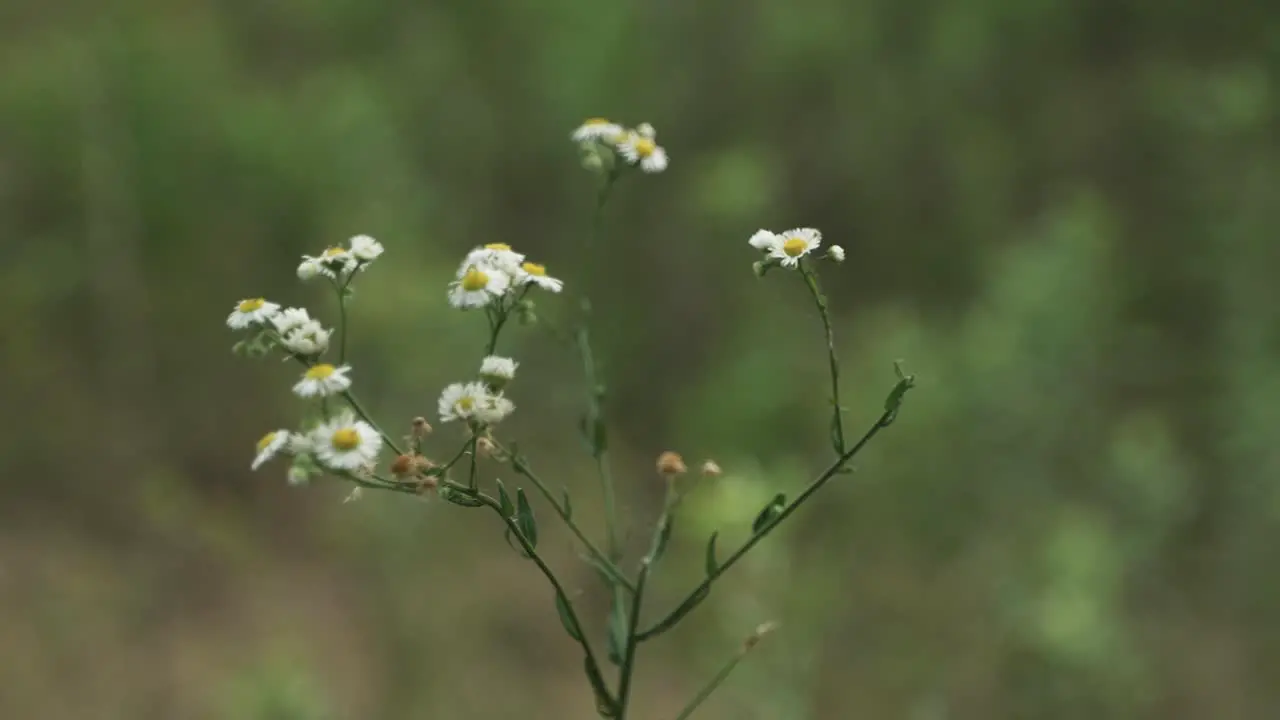 Natural growing flowers in prairie nature