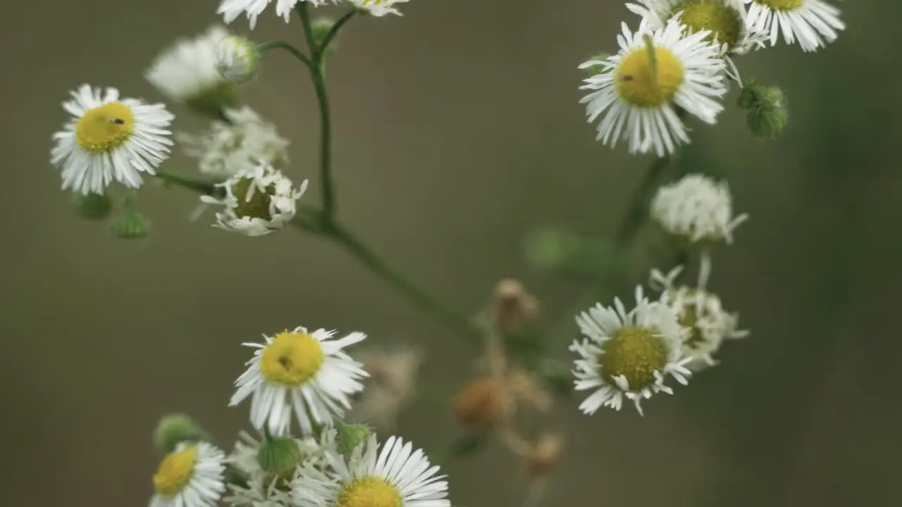 Flowers in nature