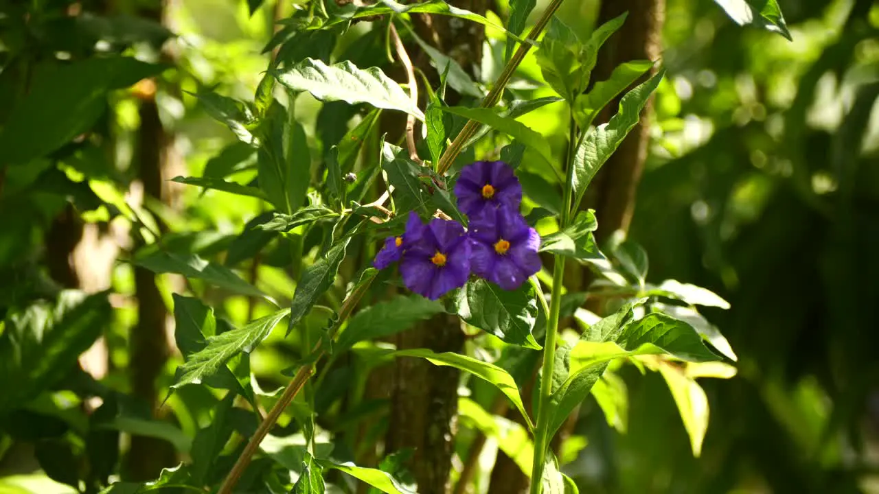 three purple flowers blowing with the wind on a sunny day