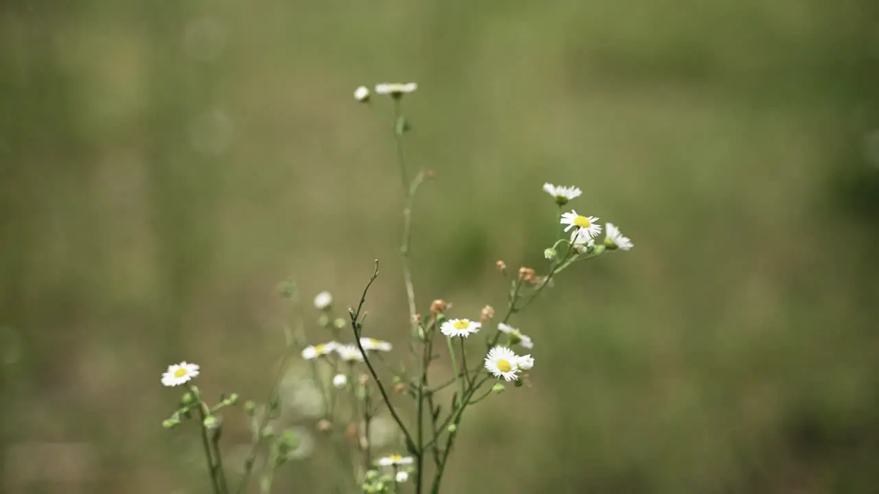 Spring flowers