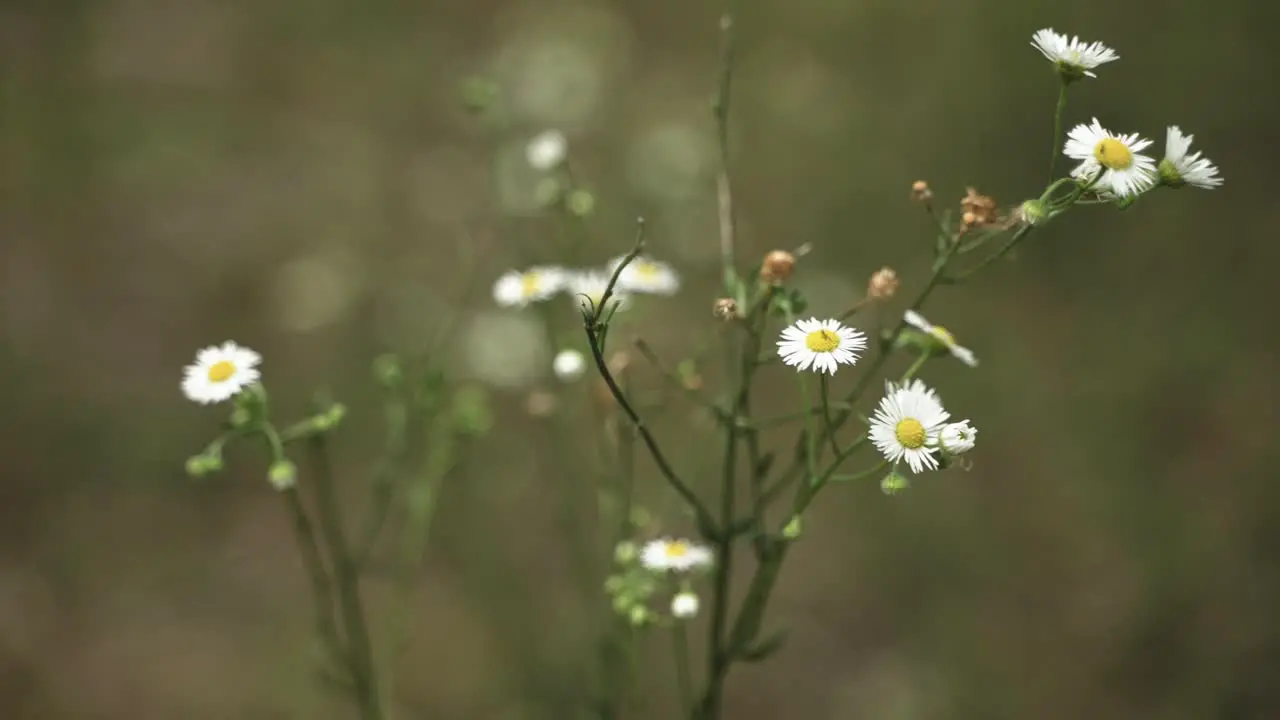 Summer flowers in prairie