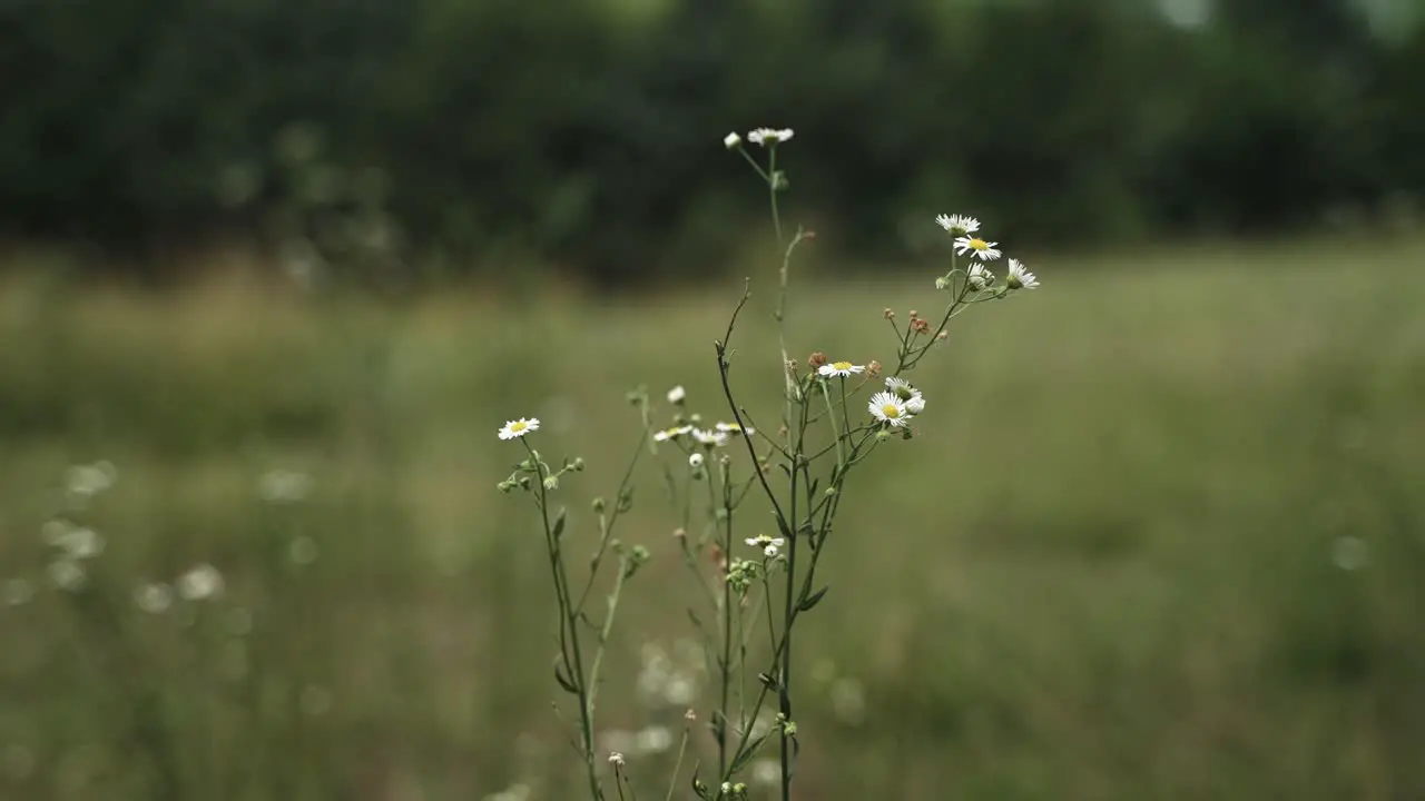 Natural flowers in prairie nature