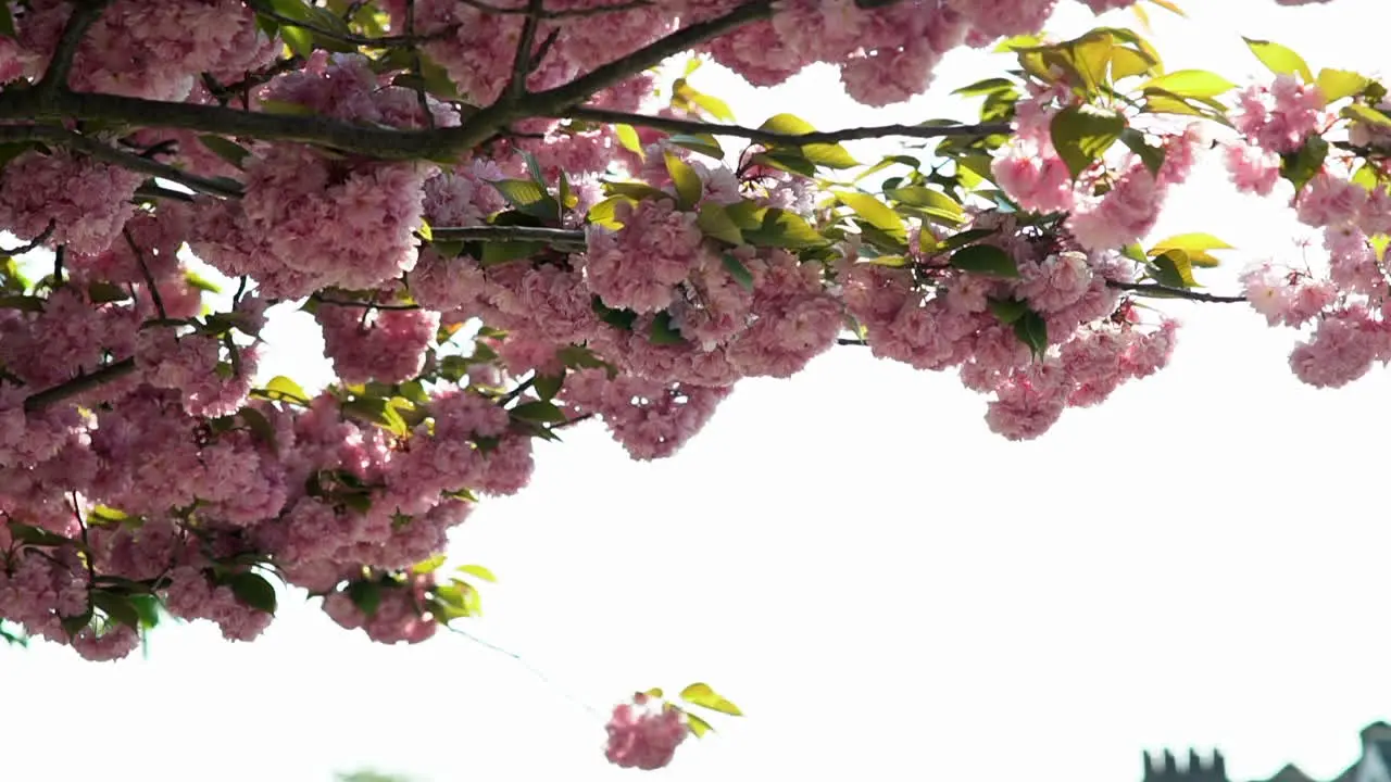 Slow Motion of a Cherry Blossom just bloomed during Spring time wind breeze through the pink petals