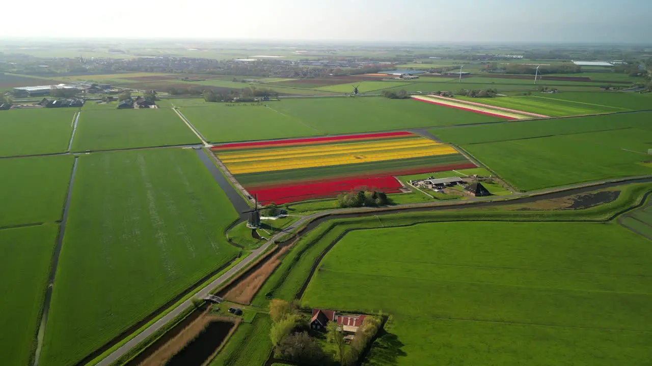 Drone flies over colorful tulip fields towards a windmill on a sunny day in countryside The Netherlands