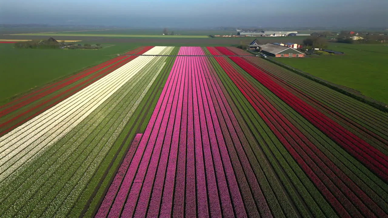 Aerial drone view colorful tulip fields on sunny morning in Schermerhorn The Netherlands