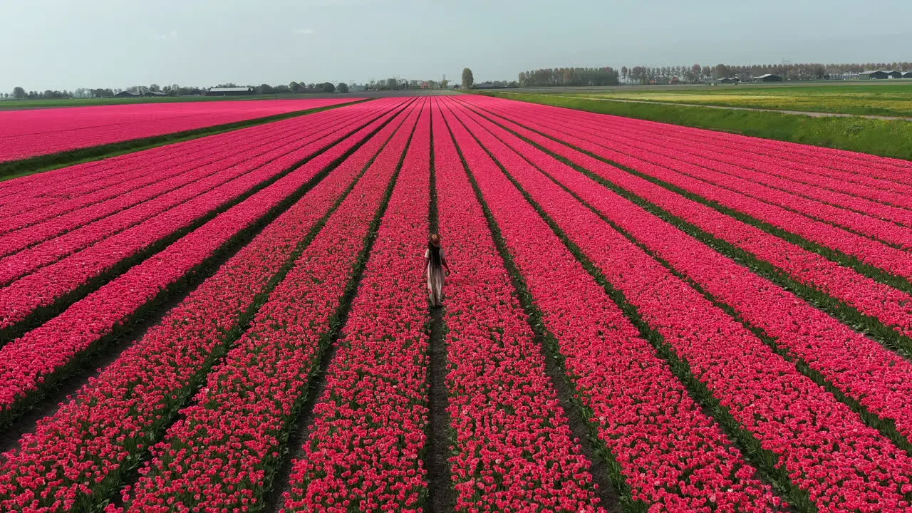 Fashionable woman in a brown dress running in the field of blooming tulips The Netherlands