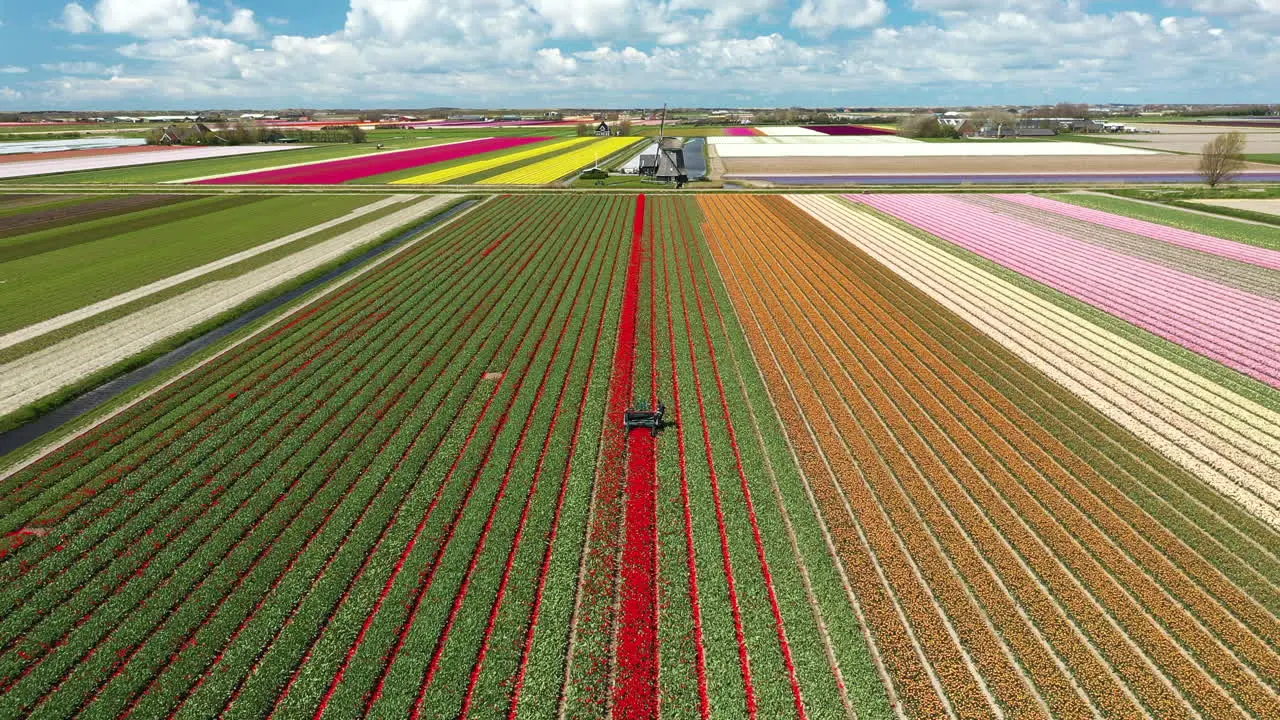 Aerial drone view agricultural machinery working in colorful tulip fields cuts flowers better ripening bulbs