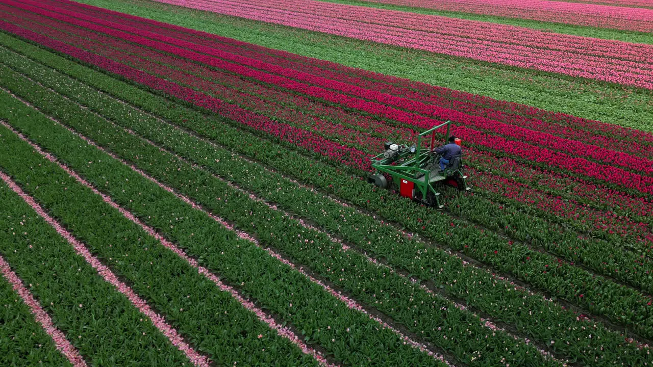 Aerial drone view agricultural machinery working in colorful tulip fields cuts flowers better ripening bulbs The Netherlands