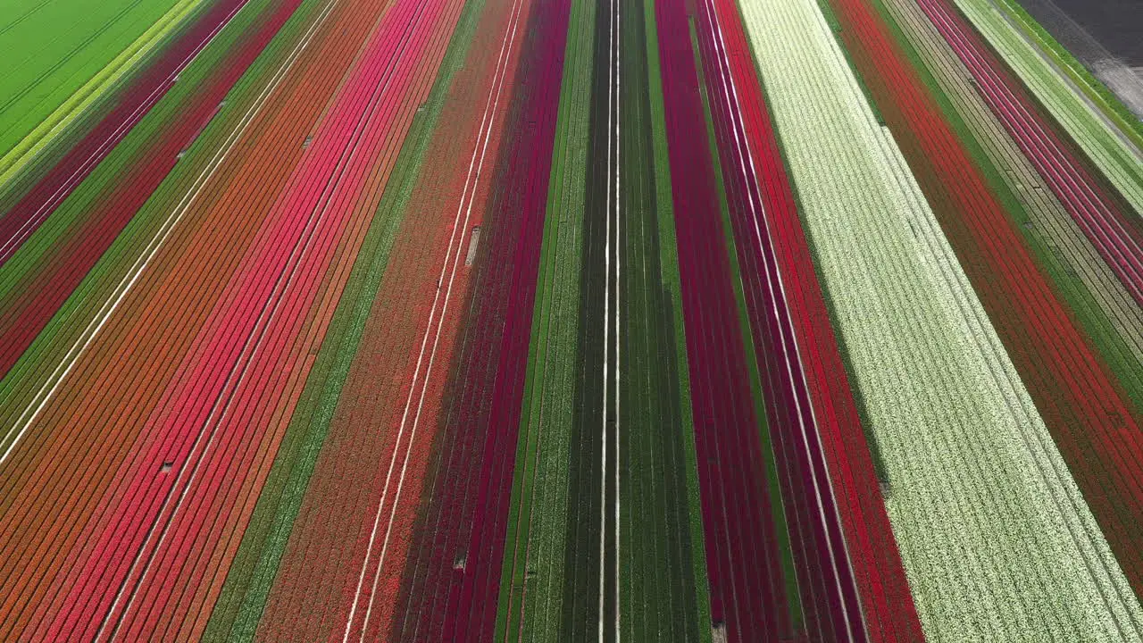 Aerial drone view colorful tulip fields on sunny day in The Netherlands