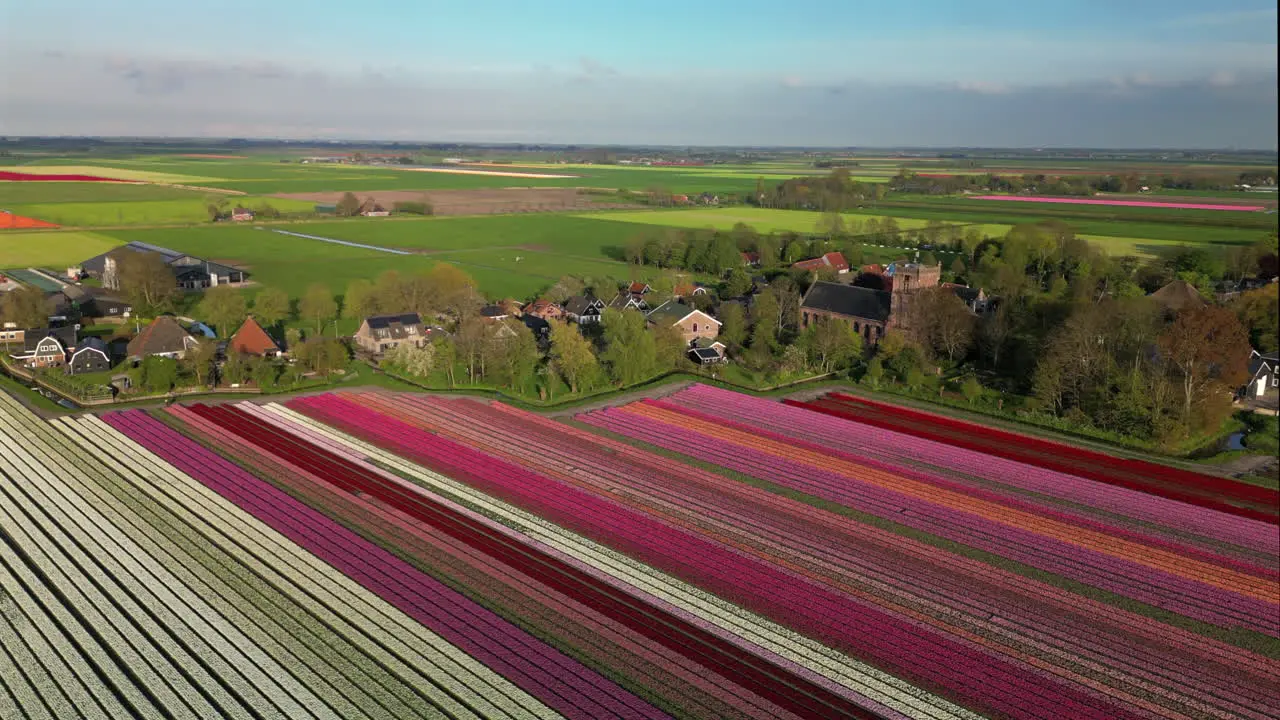 Aerial view of tulips field at sunny spring in countryside The Netherlands