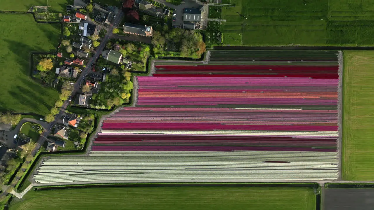 Amazing aerial view of beautiful colorful tulip fields in Aartswoud The Netherlands