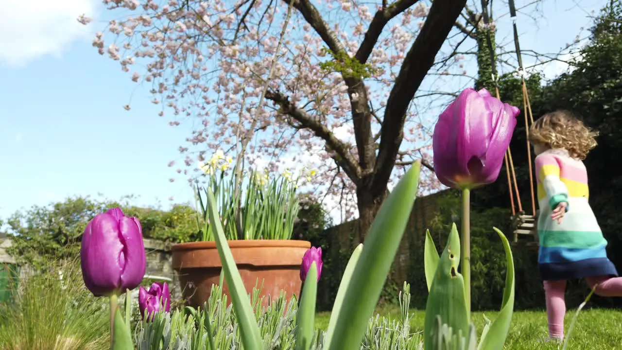 Tulips growing on a bright spring day in the garden with a cherry tree in blossom in the background and a child running in the grass