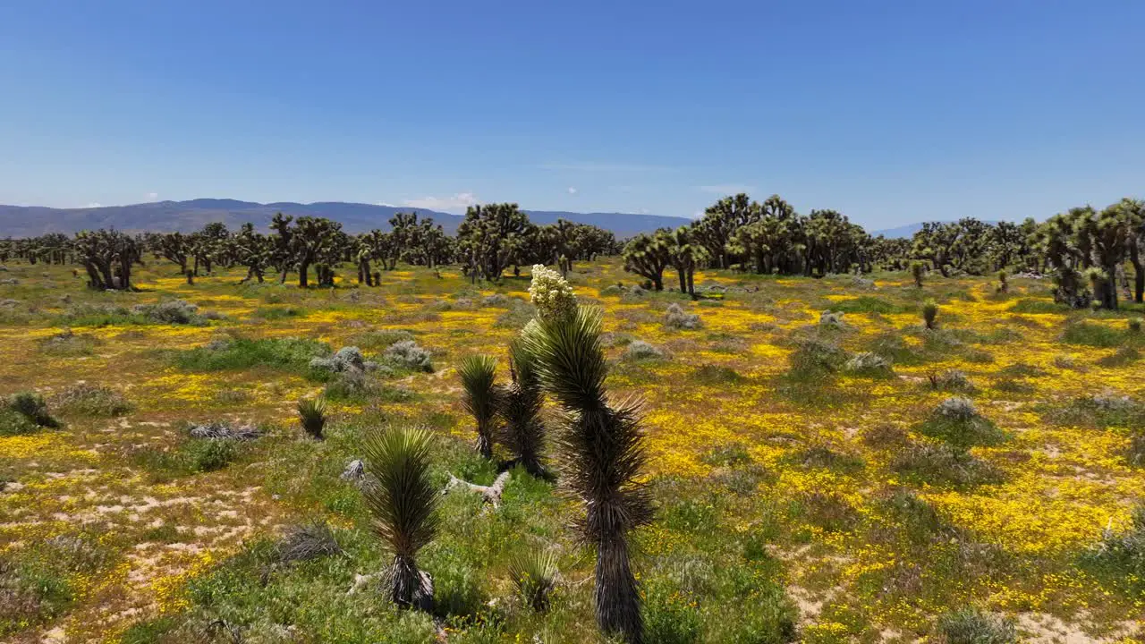 Flowering Joshua tree in spring with wildflowers blooming in the Mojave Desert