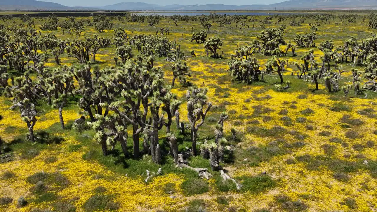 Pull back aerial reveal of wildflowers blooming in spring in in a Joshua tree forest in the Mojave Desert