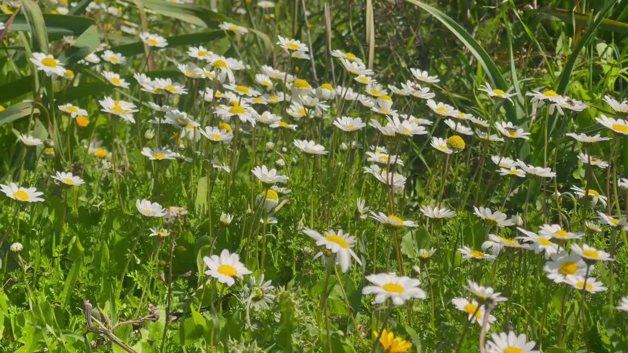 Daisy flowers in light wind on a sunny day