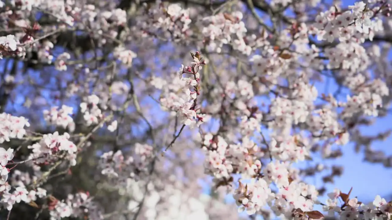 cherry tree flowers sway from a strong gust of wind