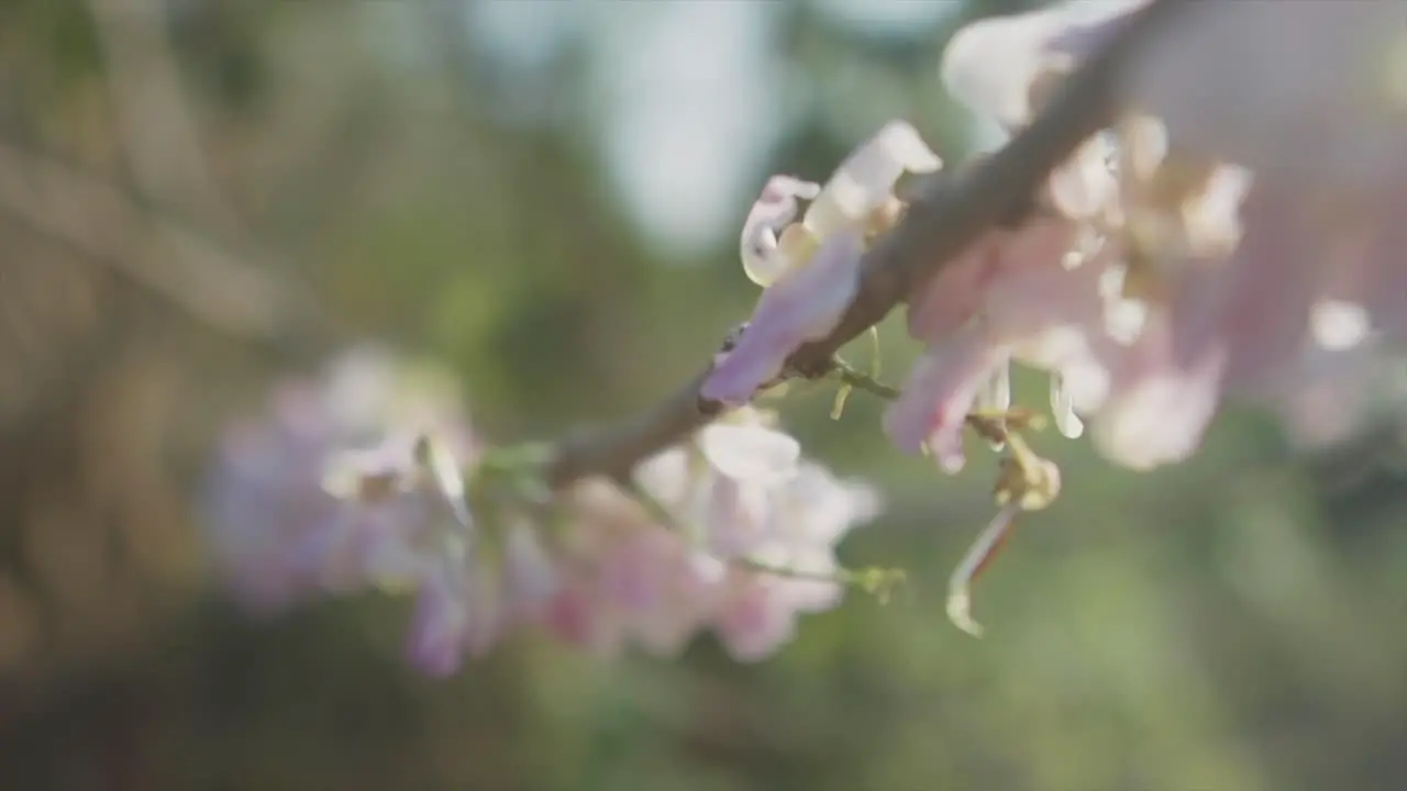 Slow motion extreme close up shot of pink flowers on a branch with green plants and the beautiful nature in the background in blur on a sunny day