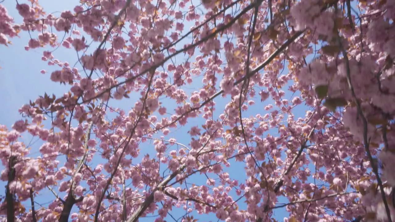 Looking up the blue sky through blossoming cherry flowers