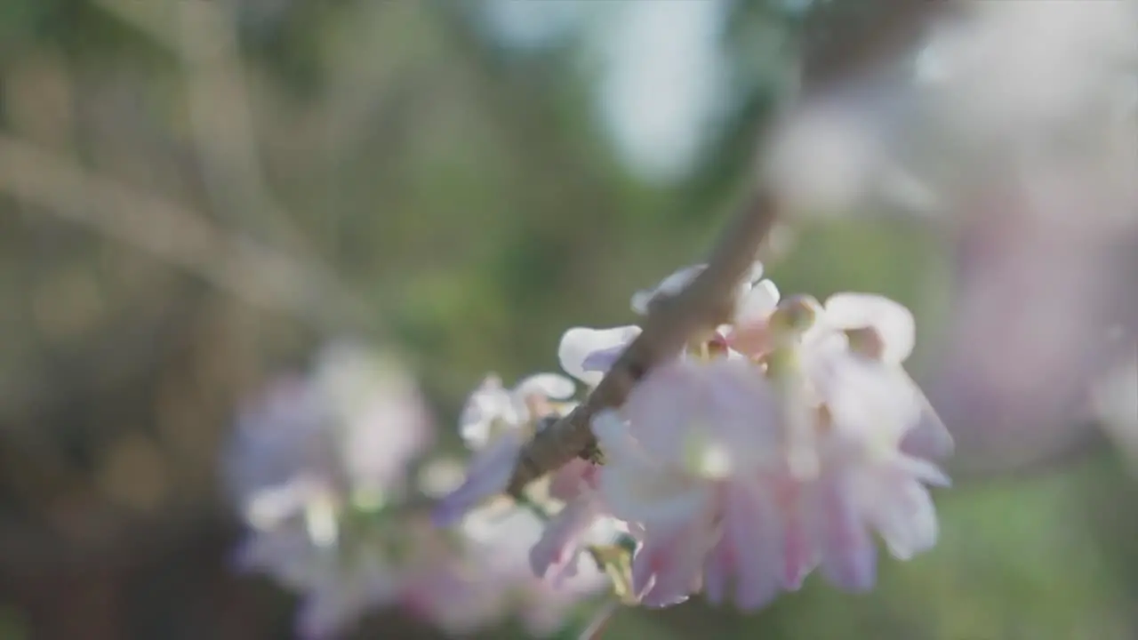 Slow motion handheld backwards close up shot of beautiful white and pink flowers growing on a branch with nature in the background in blur