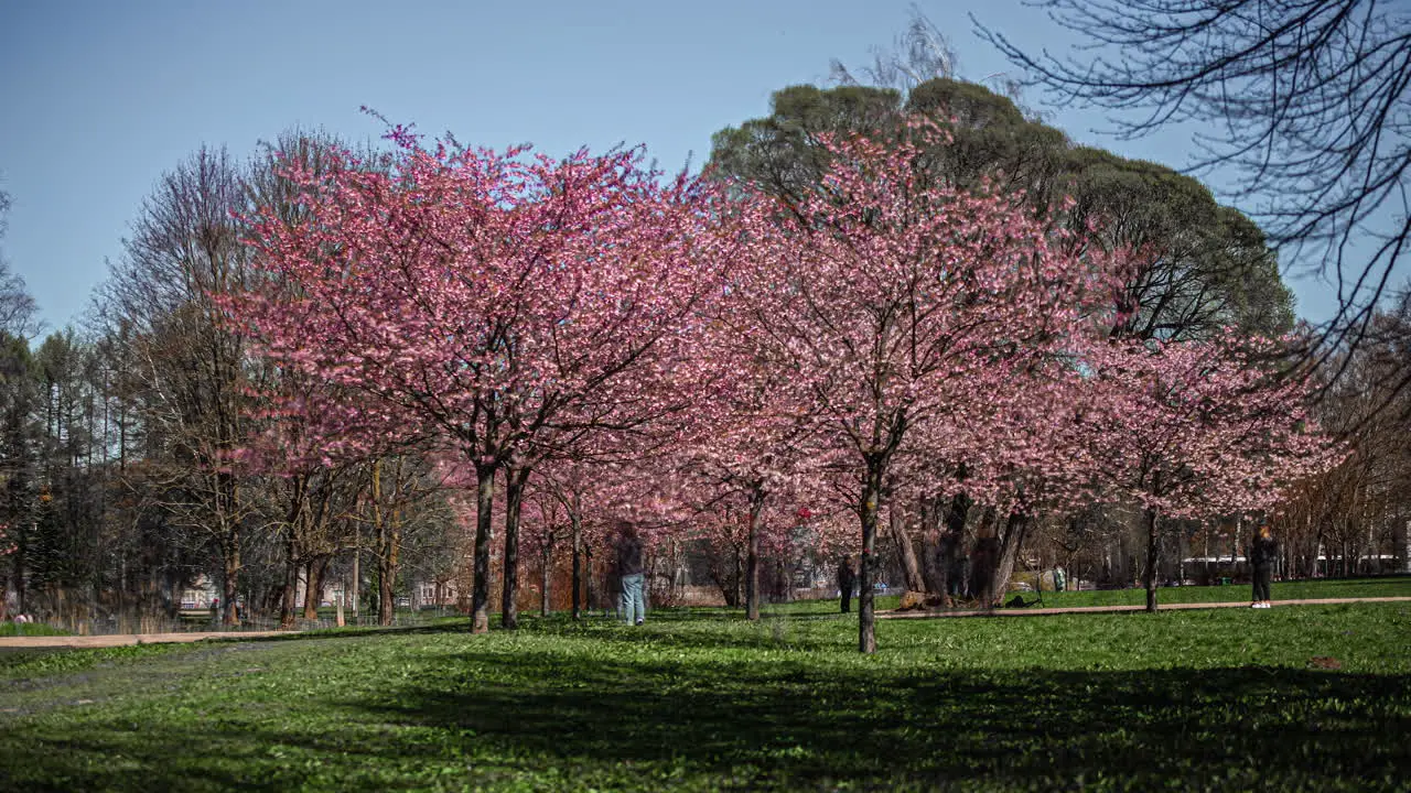 Timelapse of people enjoying sunny day in spring with pink white flowers on trees